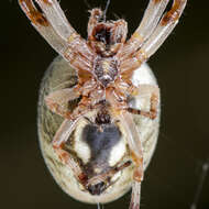 Image of Larinioides suspicax (O. Pickard-Cambridge 1876)