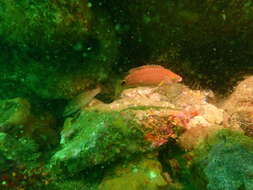 Image of Axillary Wrasse