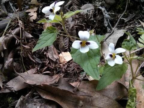 Image of pinto violet