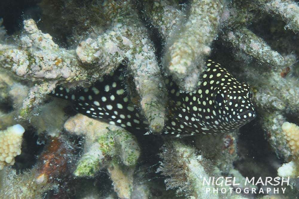 Image of Speckled-fin Rockcod