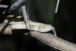 صورة Protobothrops tokarensis (Nagai 1928)