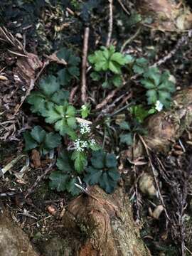 Image of Sanicula petagnioides Hayata