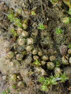 Image of triangular pygmy-moss
