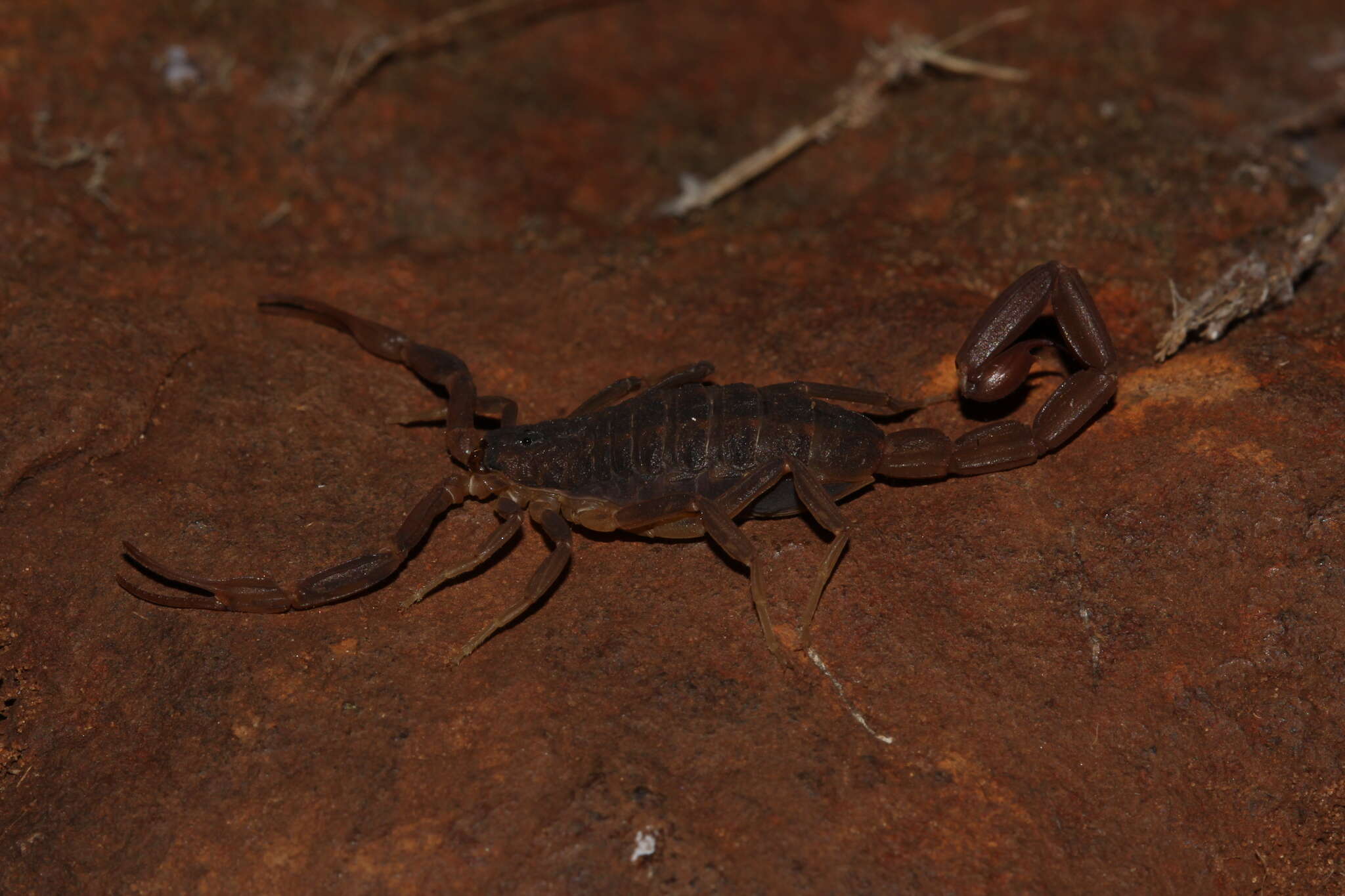 Image of Tityus uruguayensis Borelli 1901