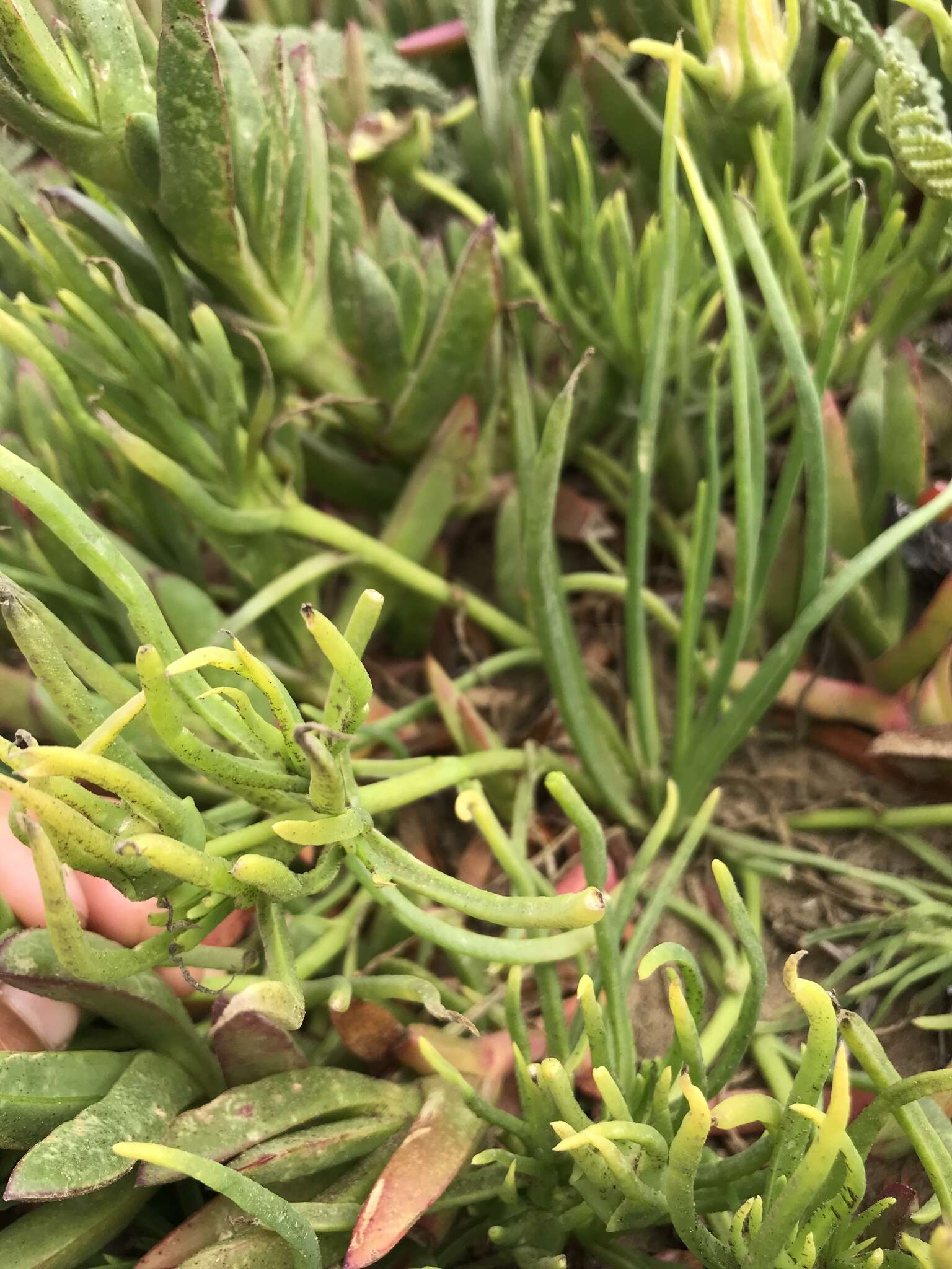 Image of narrow-leaved iceplant