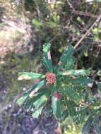 Image of Banksia oblongifolia Cav.