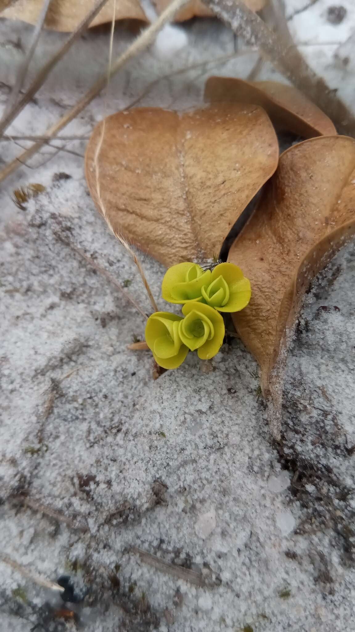 Euphorbia subapoda Baill. resmi