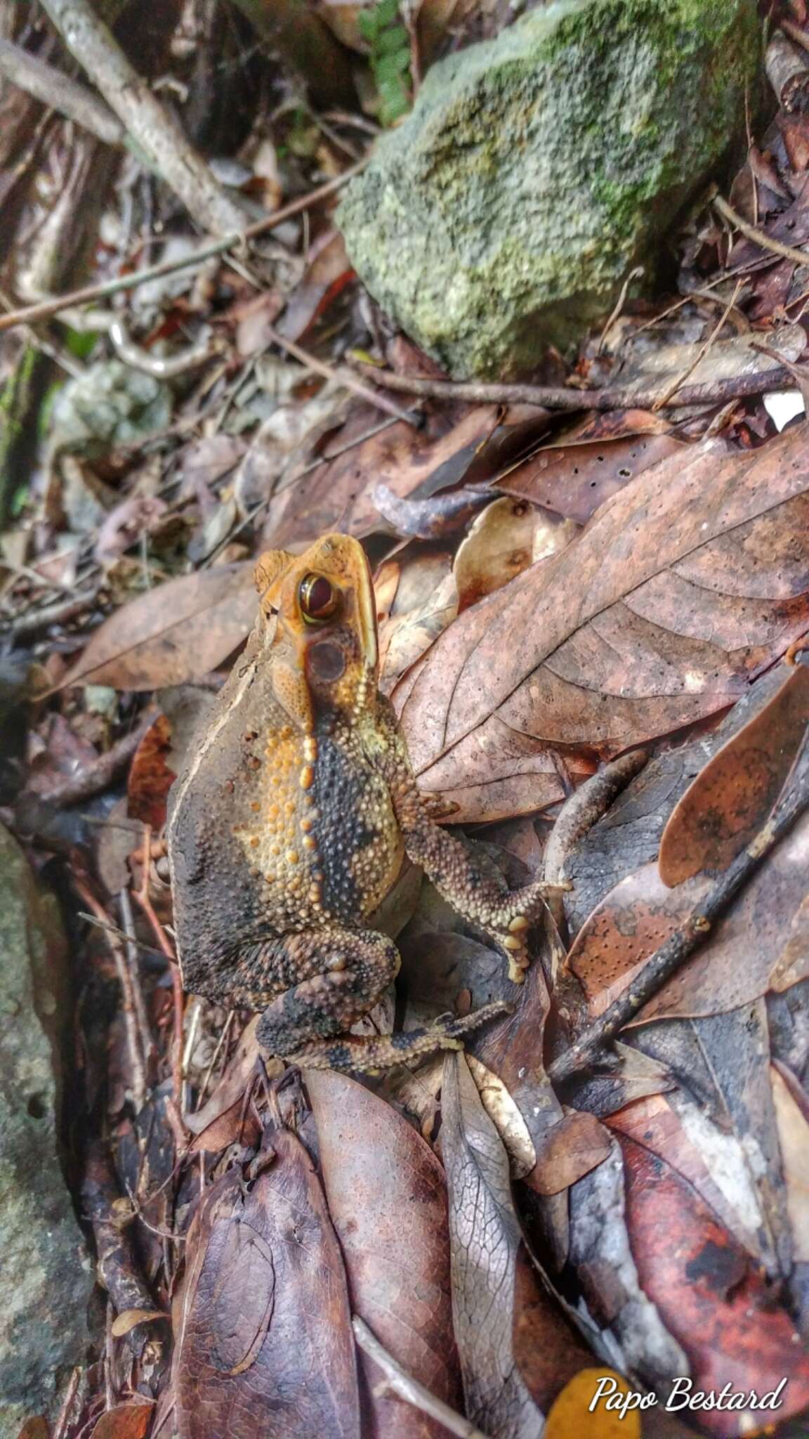 Image of Gulf Coast toad