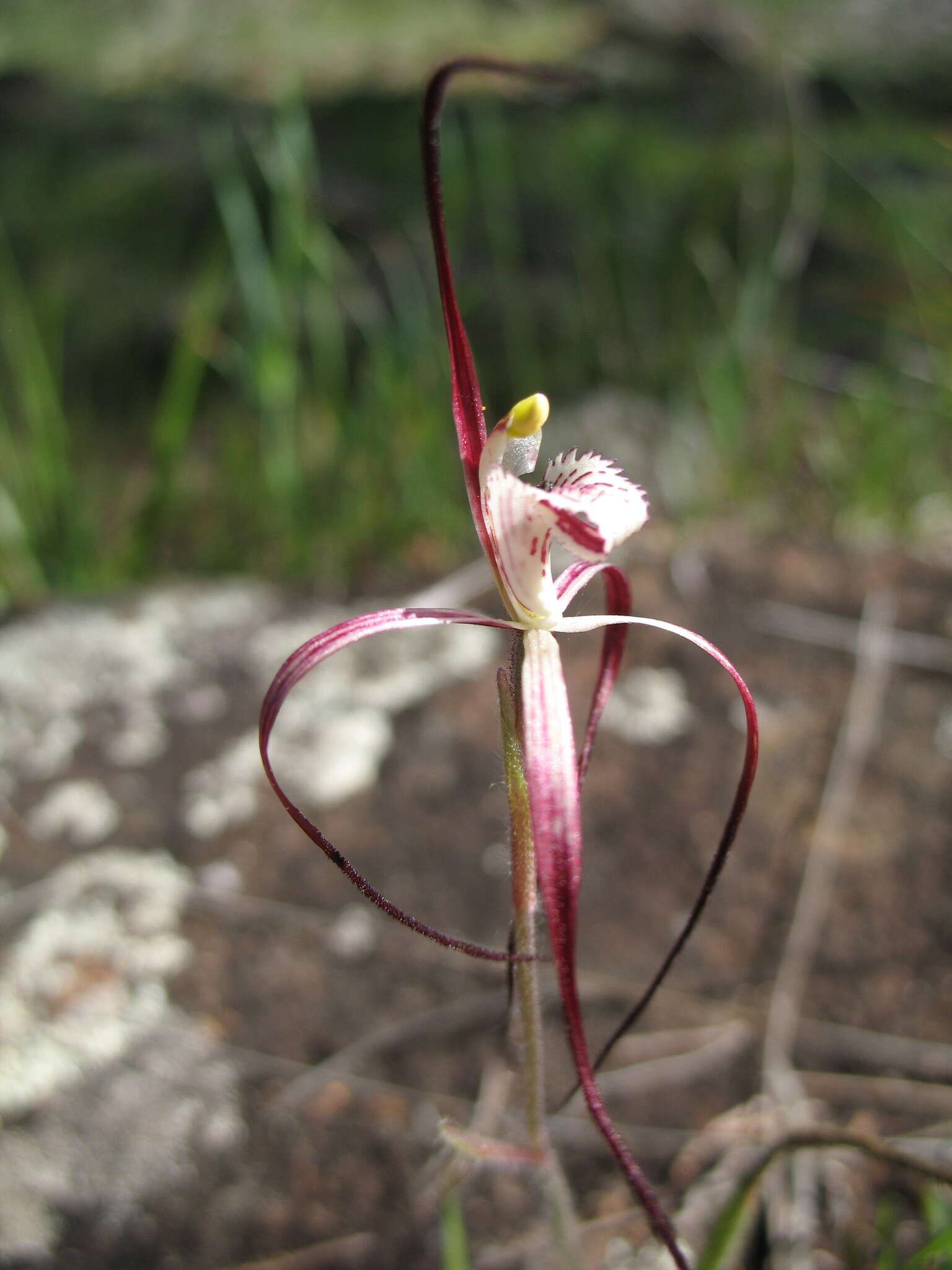 Image of Caladenia denticulata subsp. rubella A. P. Br. & G. Brockman