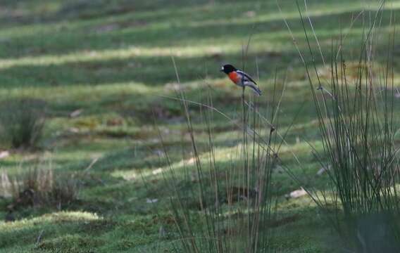 Image of Scarlet Robin