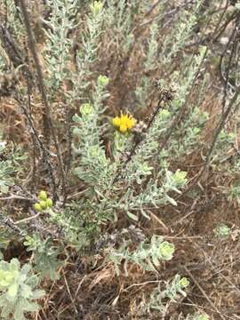 Imagem de Heterotheca sessiliflora (Nutt.) Shinners