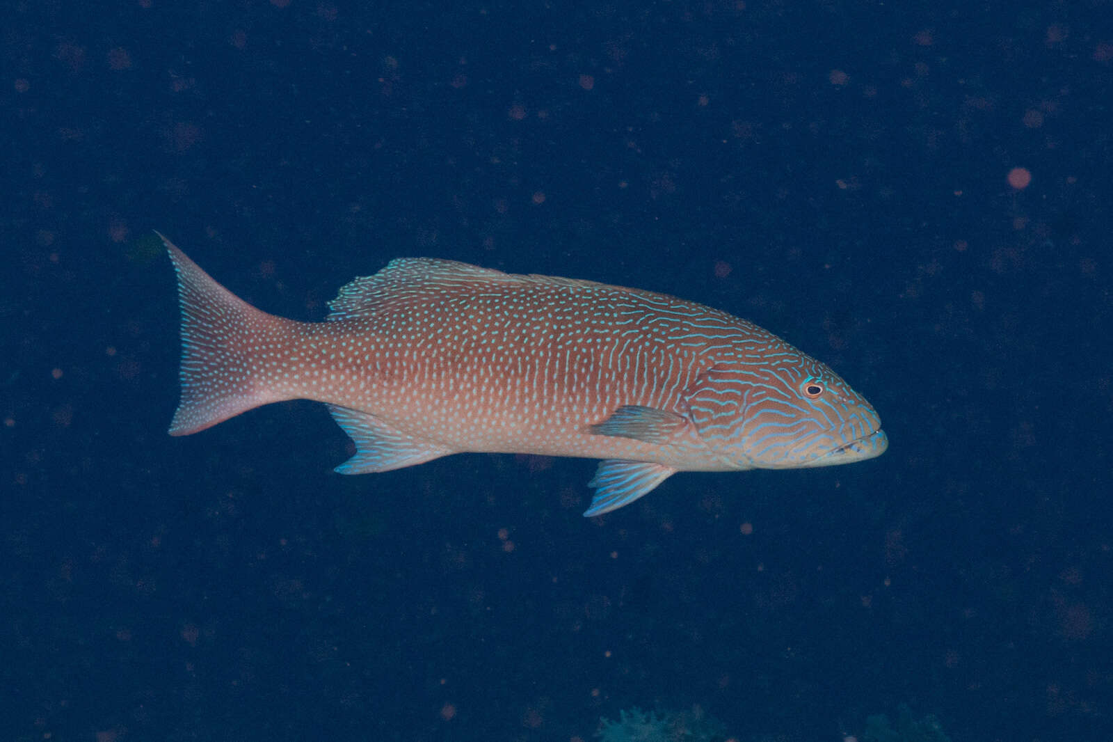 Image of Highfin coralgrouper