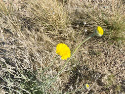 Image of desert marigold