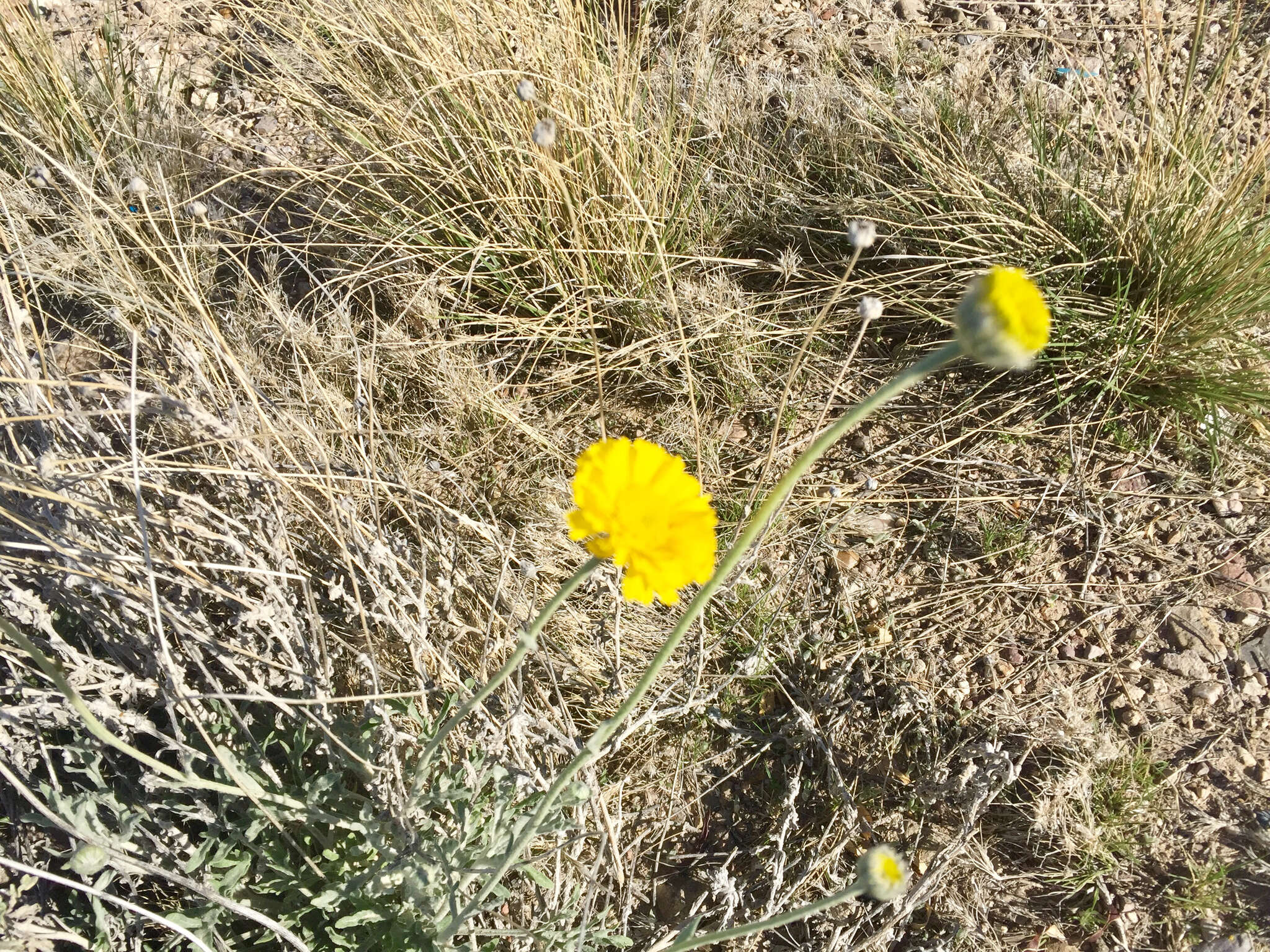 Image of desert marigold