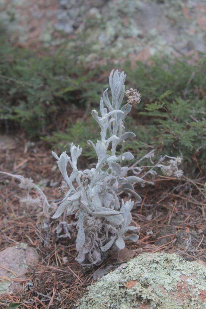 Image de Pseudognaphalium semiamplexicaule (DC.) A. A. Anderberg