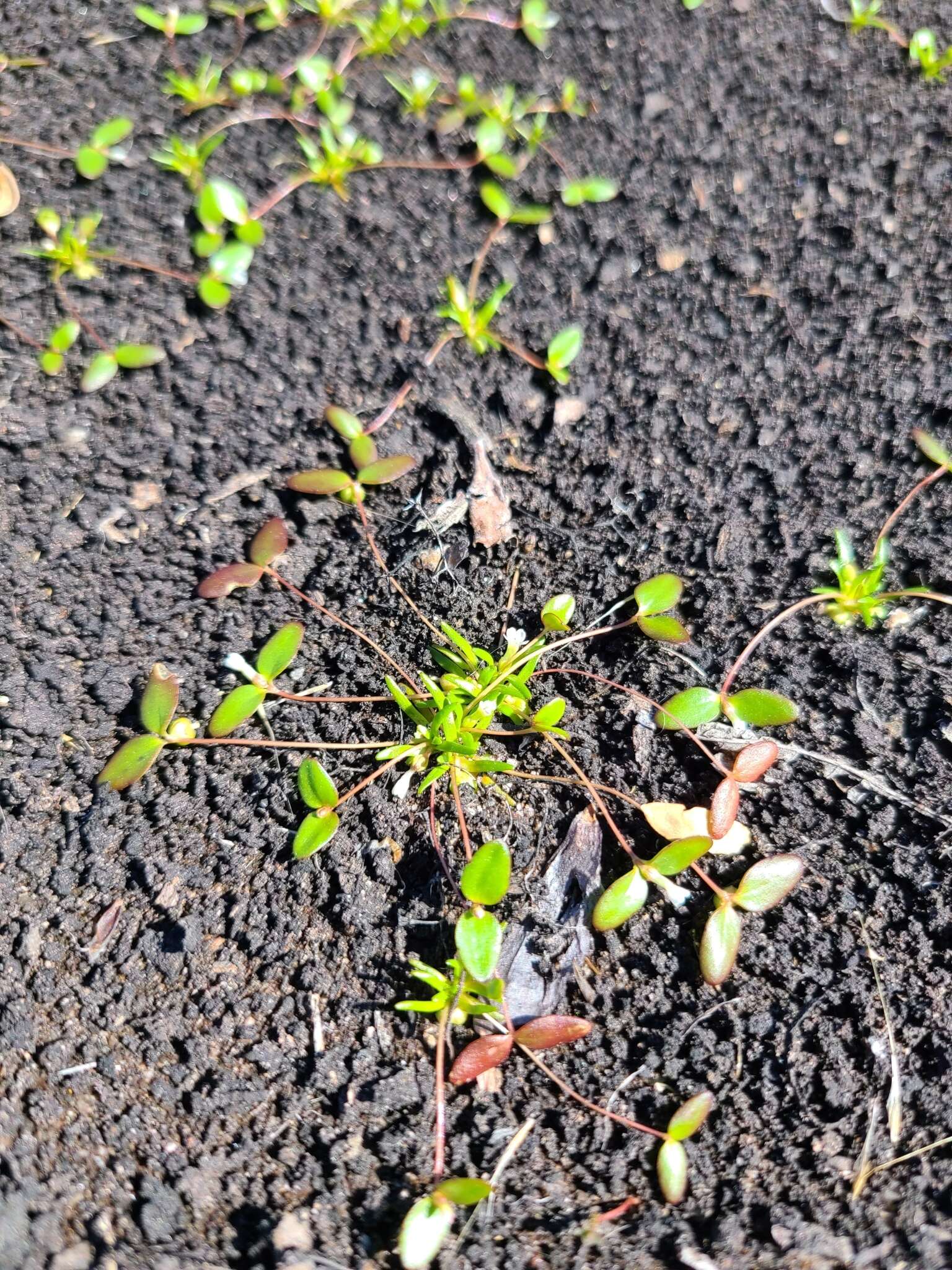 Слика од Gratiola amphiantha D. Estes & R. L. Small