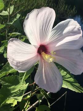 Hibiscus grandiflorus Michx.的圖片