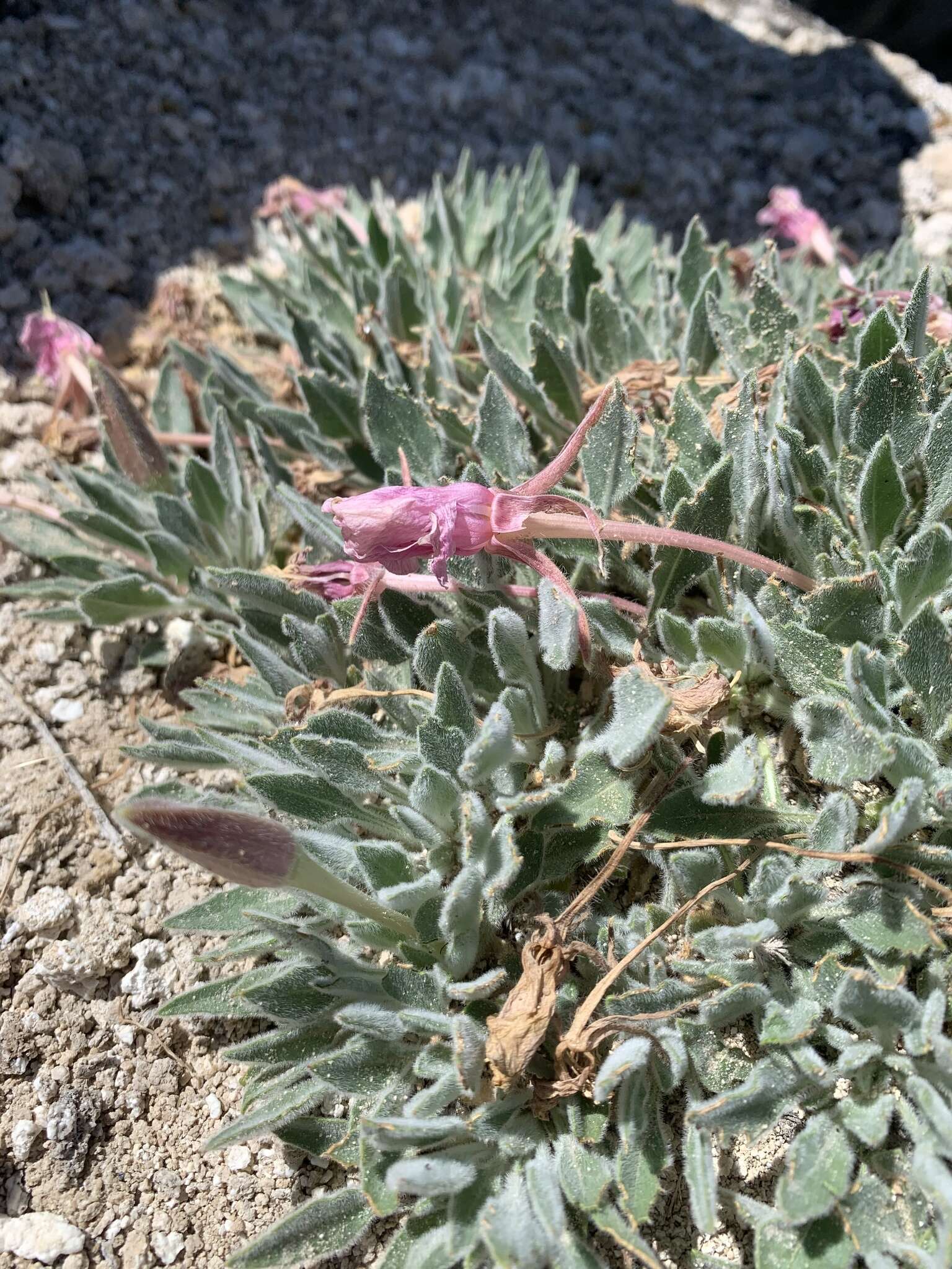 Imagem de Oenothera cespitosa subsp. crinita (Munz) Munz