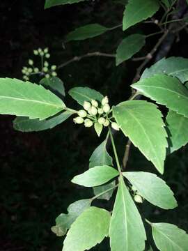 Image of Pseudopanax gilliesii Kirk