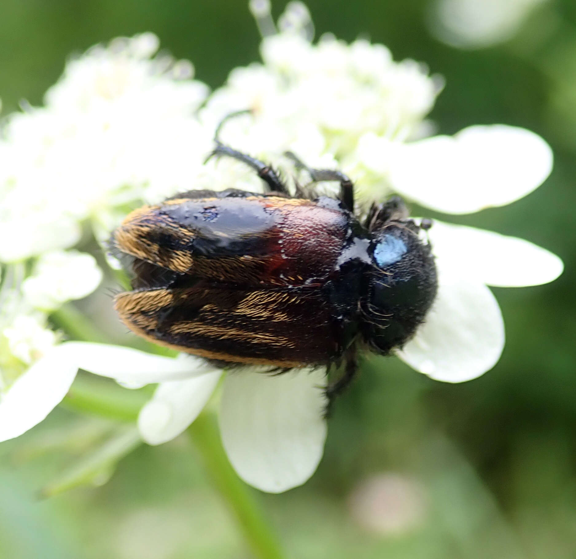 صورة Eulasia (Trichopleurus) vittata (Fabricius 1775)