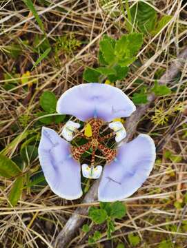 Image of Cypella unguiculata (Baker) Roitman & J. A. Castillo