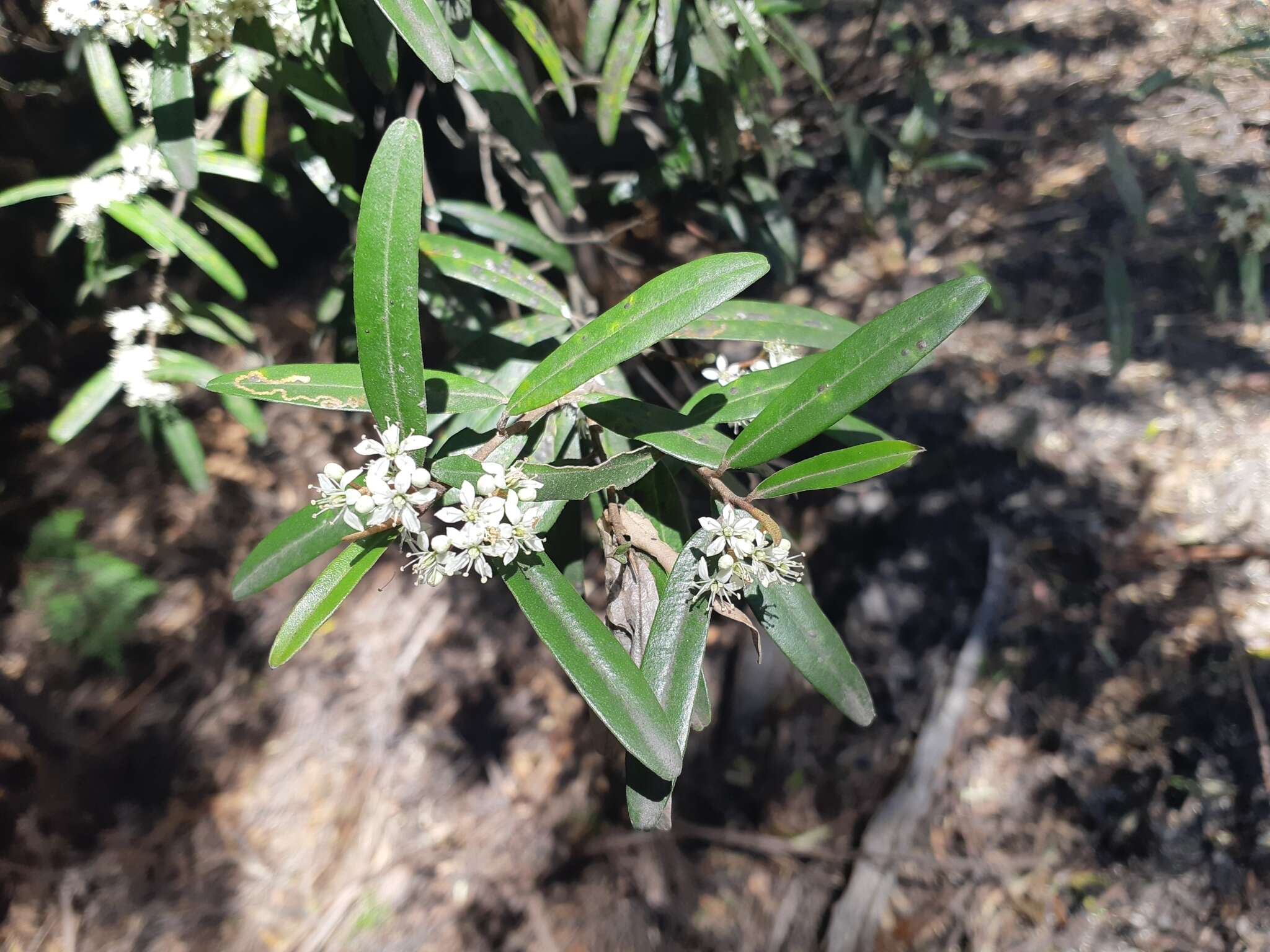 Image of Nematolepis squamea subsp. squamea