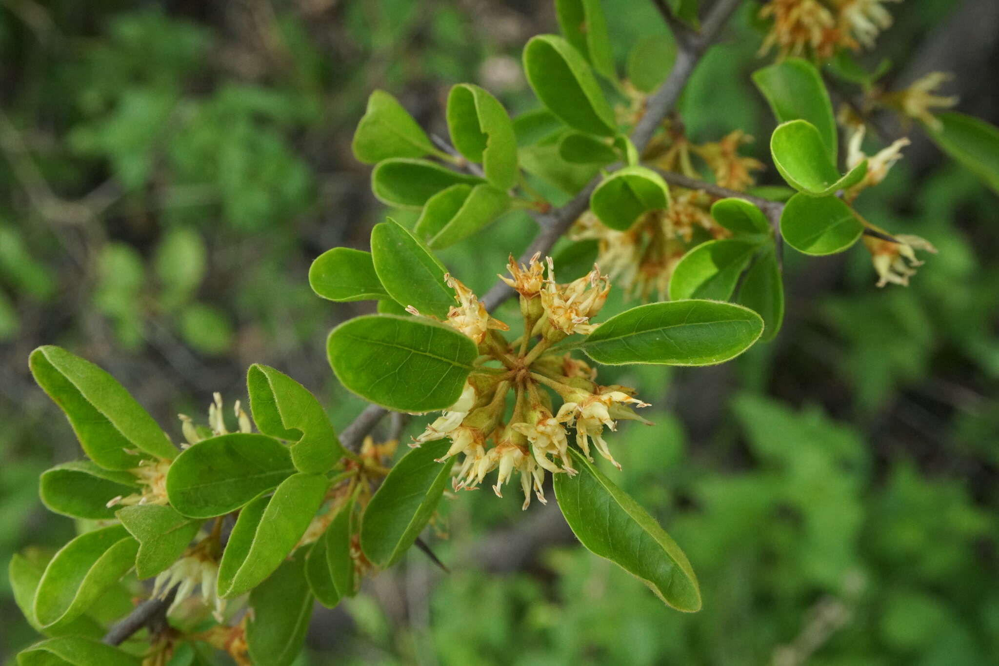 Слика од Sideroxylon occidentale (Hemsl.) T. D. Penn.