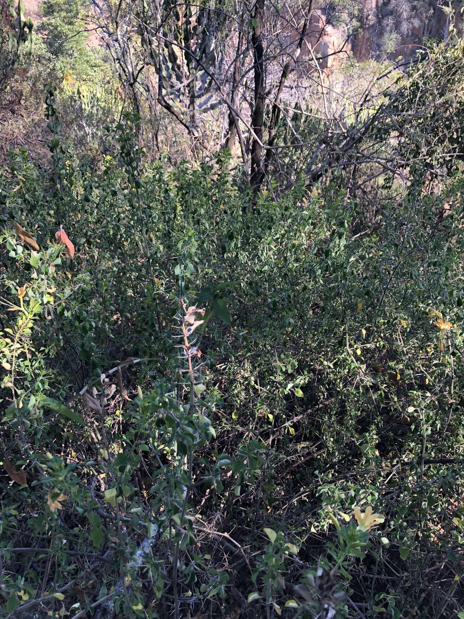 Image of Barleria rotundifolia Oberm.