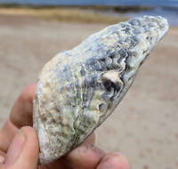 Image of Angasi oyster