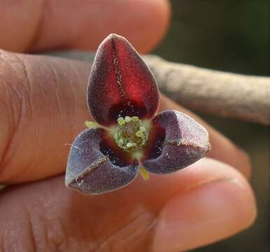 Plancia ëd Miliusa tomentosa (Roxb.) J. Sinclair