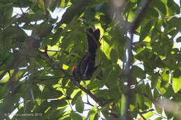 Image of Flame-crested Tanager