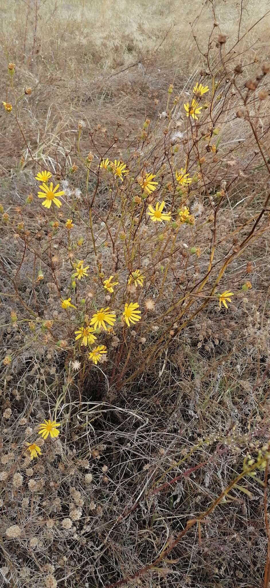 Plancia ëd Jacobaea borysthenica (DC.) B. Nord. & Greuter