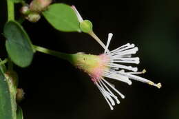 Image de Euphorbia mexiae Standl.