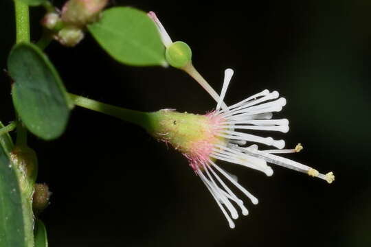 Image of Euphorbia mexiae Standl.