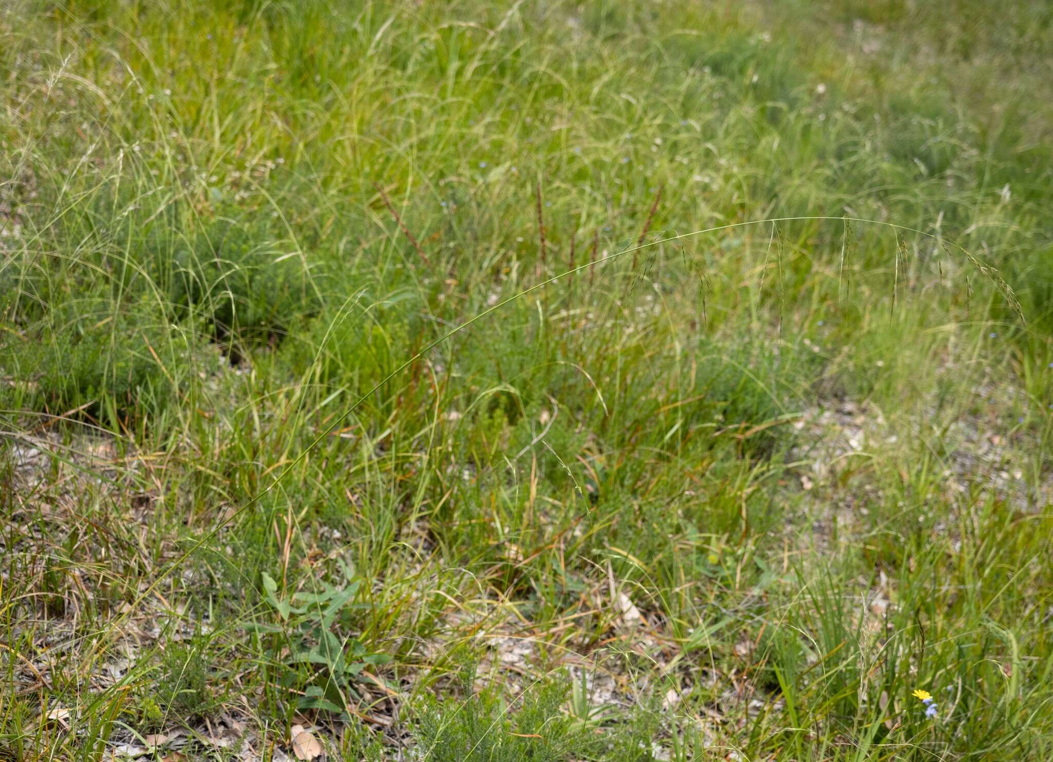 Image of Austrostipa rudis subsp. nervosa (Vickery) S. W. L. Jacobs & J. Everett