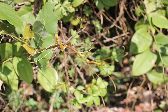 Image of Smilax aspericaulis Wall. ex A. DC.