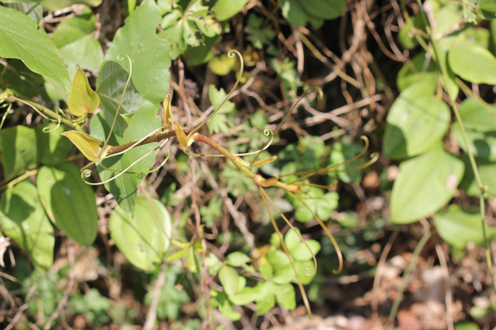 Image of Smilax aspericaulis Wall. ex A. DC.