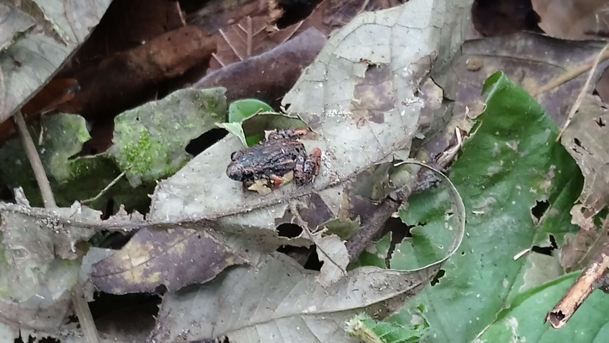 Image of Napo Tropical Bullfrog