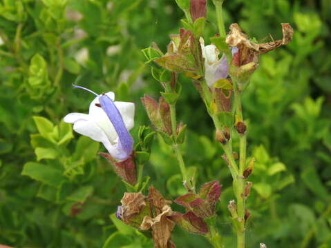 Salvia chamelaeagnea Berg. resmi