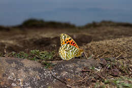 Sivun Argynnis castetsi kuva