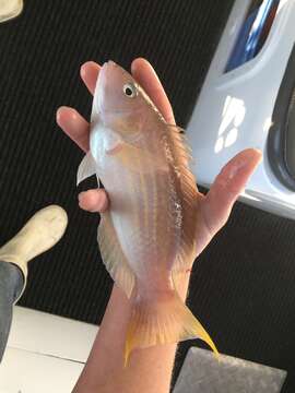 Image of Rosy parrotfish