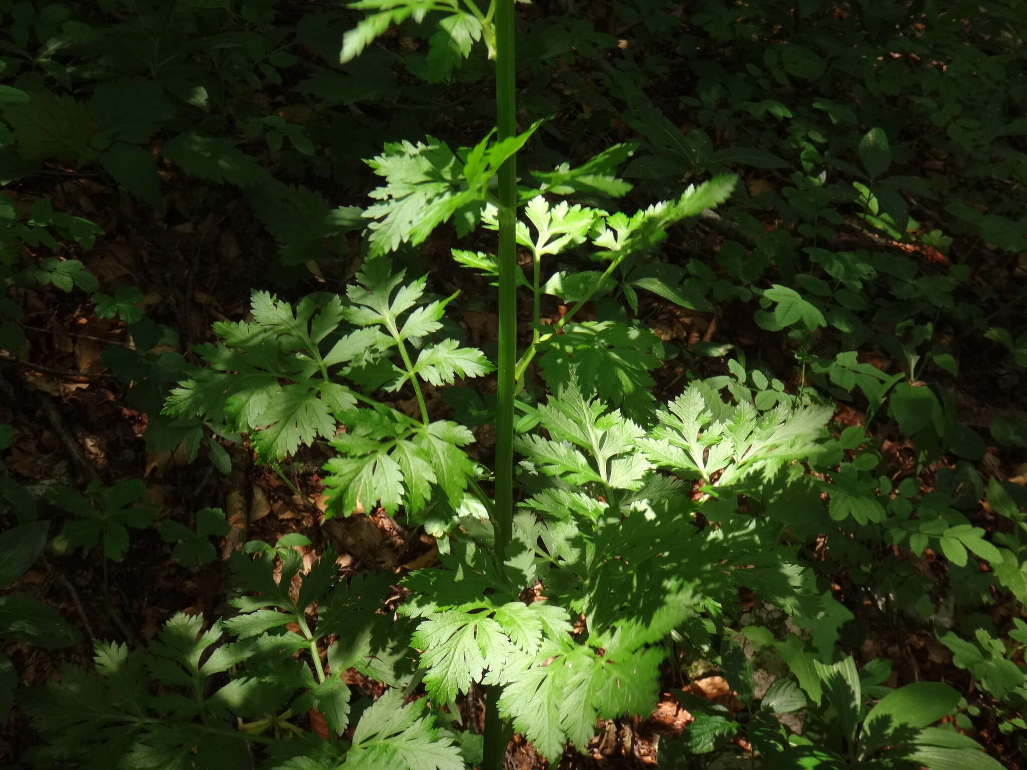 Pleurospermum resmi