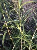 Image of longleaf sunflower