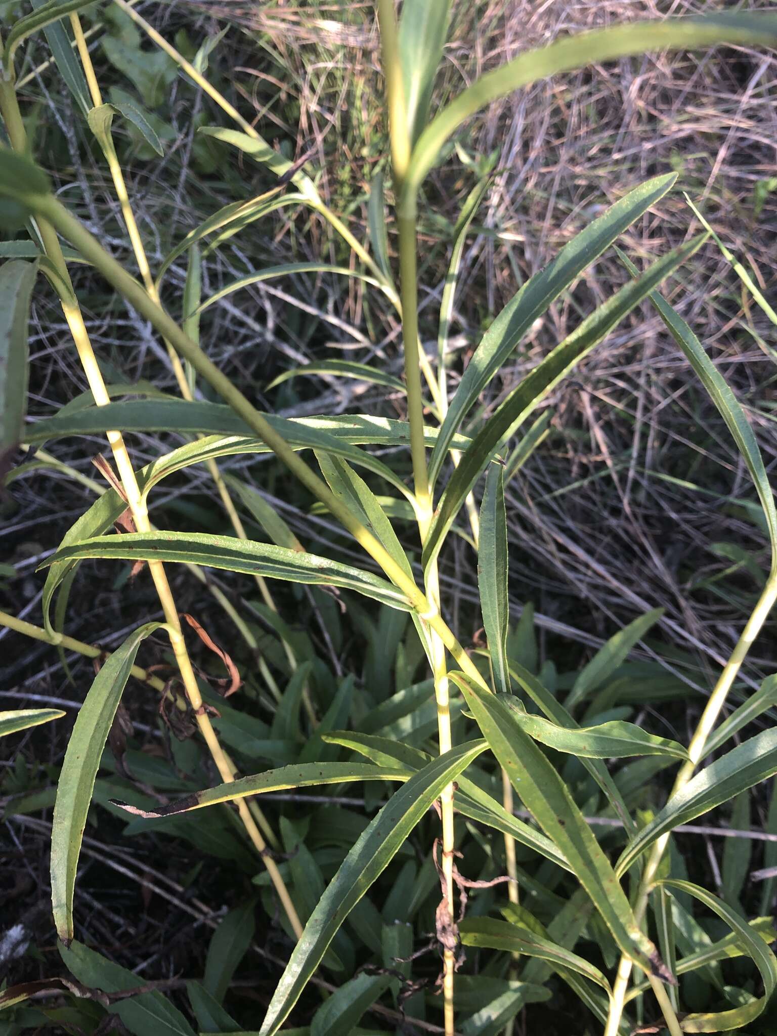 Image of longleaf sunflower