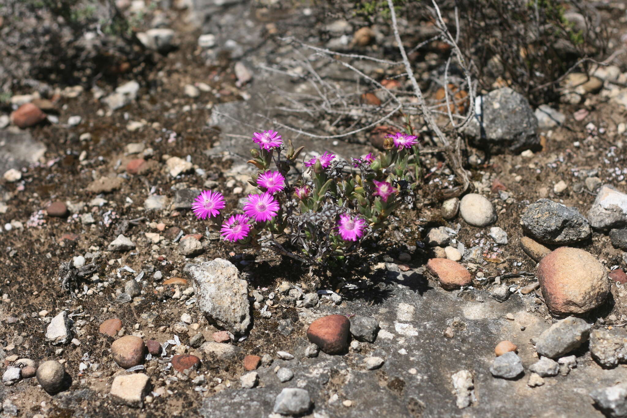 Ruschia congesta (Salm-Dyck) L. Bol. resmi