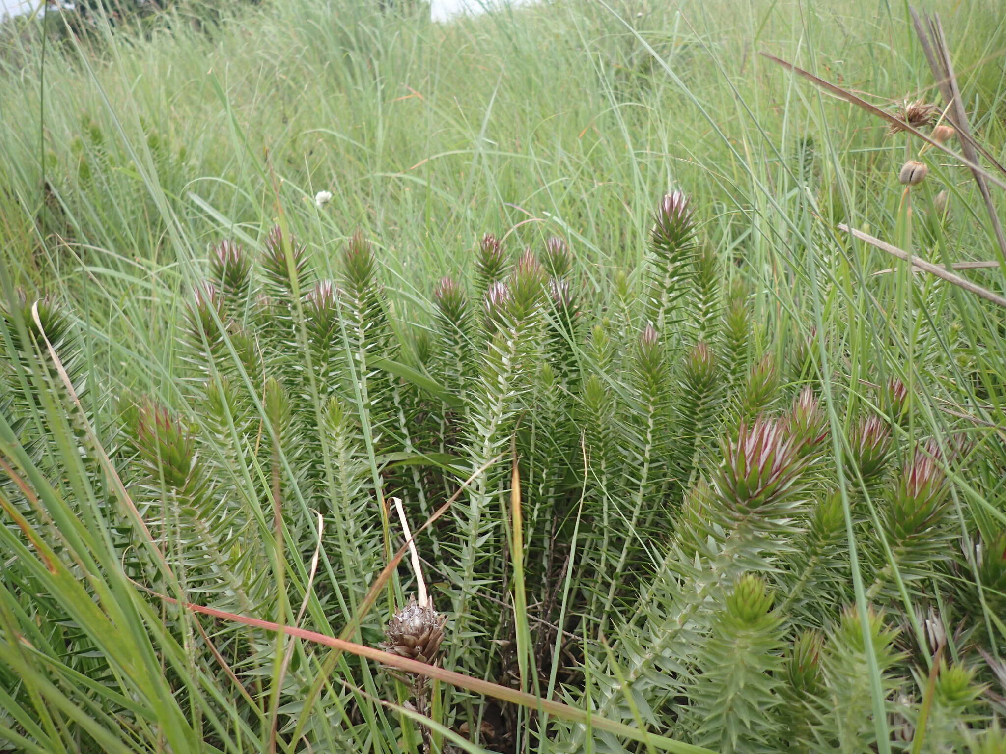 Image de Macledium speciosum (DC.) S. Ortiz