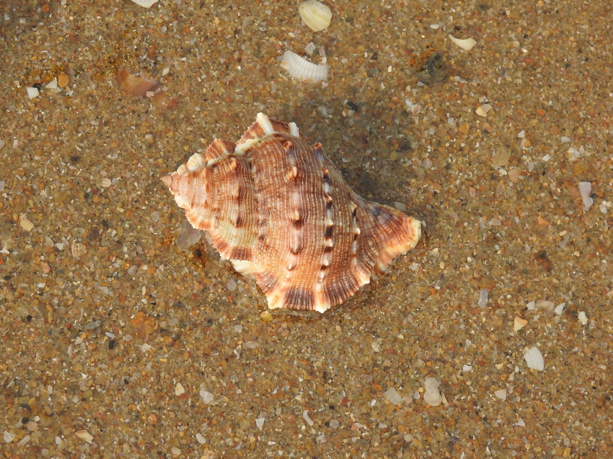 Image of frilled frogsnail