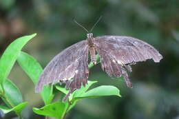 Image of Papilio iswara White 1842