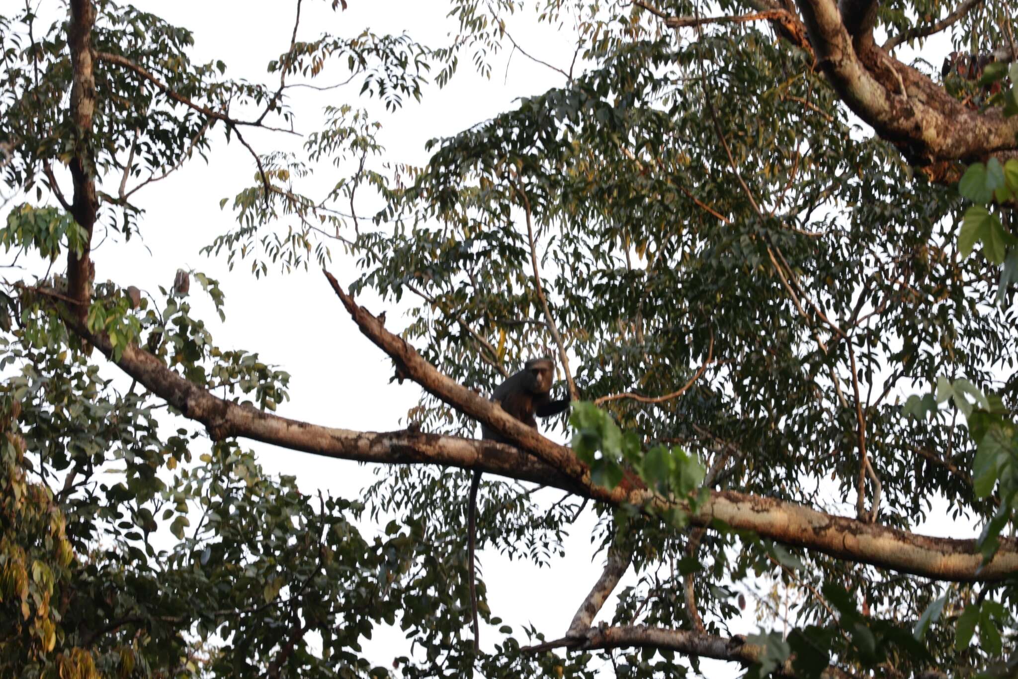 Image of Greater Spot-nosed Guenon