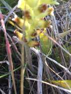 Image of Lachenalia longibracteata E. Phillips